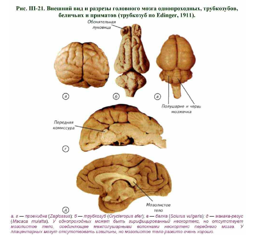 Структура мозга млекопитающих. Головной мозг собаки анатомия. Строение головного мозга приматов. Отделы головного мозга собаки. Строение головного мозга собаки.