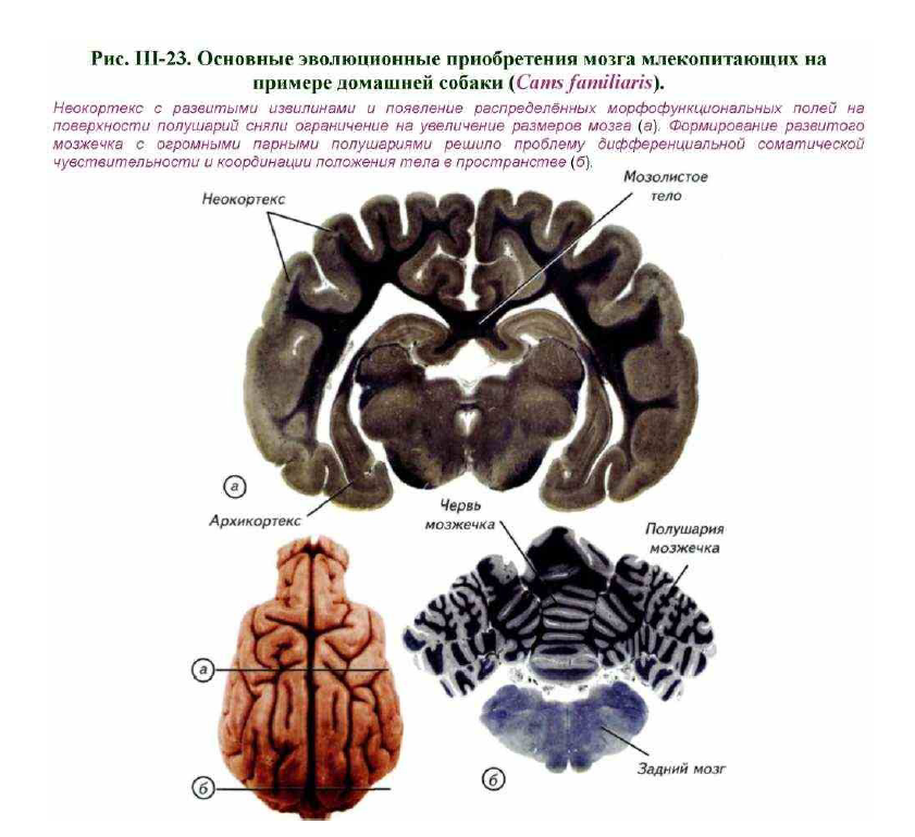 Какой отдел мозга млекопитающих имеет два полушария. Савельев происхождение мозга. Эволюционные приобретения млекопитающих. Мозги млекопитающих. Происхождение мозга книги.