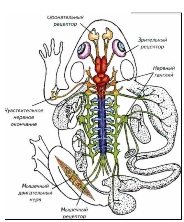 Функция головного мозга лягушки. Нервная система лягушки рис 132. Строение нервной системы земноводных. Внутреннее строение лягушки нервная система. Схема нервной системы лягушки.